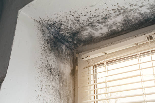 Affordable Mold Cleanup solutions in Cranford, NJ
